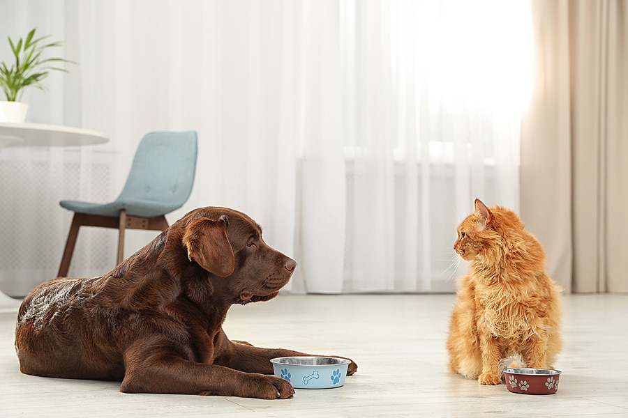 The Impact of Pets on Indoor Air: Solutions for Cleaner Ducts